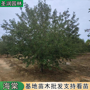 �ߗU���Ę����������Ĵ��z���ı������Ę���������С��