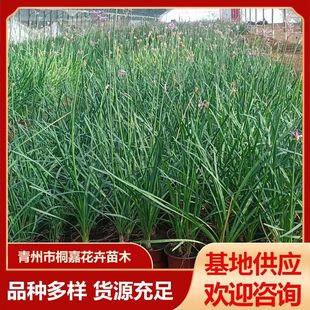 Base Supply Courtyard Landscaping Evergreen Florals Purple Florals Landscape Greening Purple Florals Seedlings