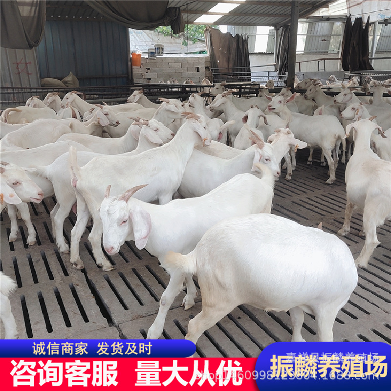 改良白山羊 羊羔养殖繁育基地美国白山羊的价格 大型种羊养殖场
