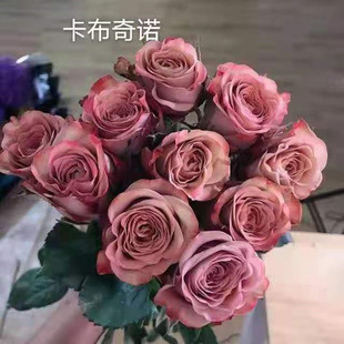 New Cappuccino Cut Flower Rose Seedlings Potted Rose Florals Courtyard Indoor Balcony Retro Multi-Season Blooming
