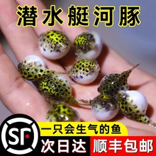 小河豚观赏鱼活体潜水艇巧克力娃娃狗头淡水热带宠物鱼会生气的鱼