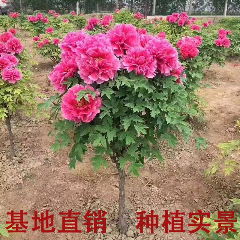 牡丹花苗盆栽大苗庭院地栽阳台洛阳牡丹花花卉大花花卉牡丹花树苗