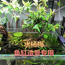 水杨梅鱼缸造景装饰水草植物阴性绿植乌龟缸水族箱净化淡水质盆栽