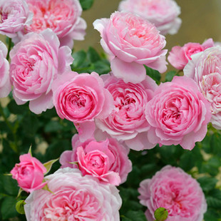 Dropshipping Bell Fairy Rose Seedlings Rose Potted Flowers Climbing Plants Vine Rose Seedlings Green Plants