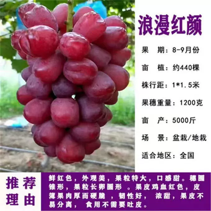 山东果树苗浪漫红颜葡萄苗山东葡萄苗盆栽苗纯度高浪漫红颜葡萄