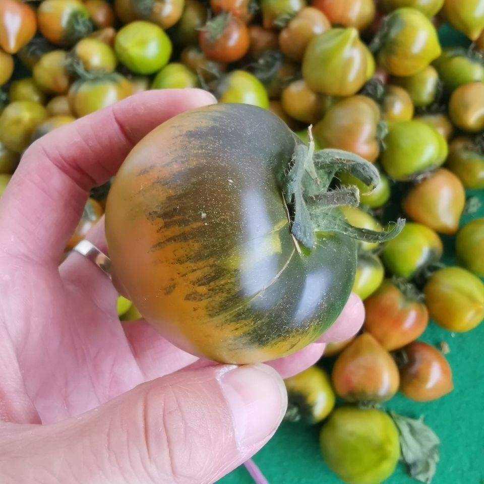 草莓柿子番茄铁皮柿子自然熟 福建漳州碱地西红柿新鲜水果|ms
