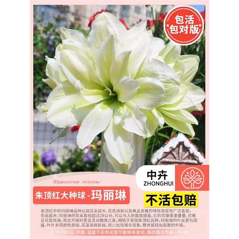 Amaryllis bulb - marilyn (large)