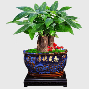 Potted Money Tree with Old Stump, Green Plant for Office Desk, Small Flower Plant Ornament, Evergreen Bonsai for All Seasons