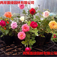 �W�»����ٱ��¼�ͥԺ�̨���Ի��ܶ໨�Nޱ������Ԯ���ܶ༾���]