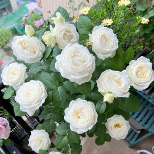 One-Piece Drop-Shipping Swan Antique Rose Flower Seedlings Potted Fragrant Four-Season White Rose Balcony Courtyard Flowers