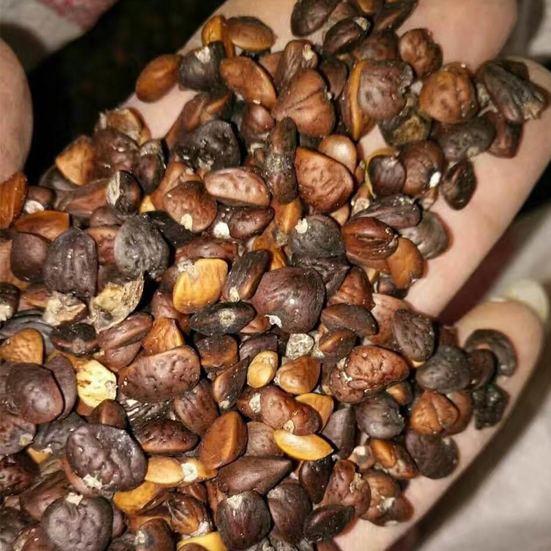 深山含笑种子又名含笑花种子 乐昌含笑种子红花含笑树种籽