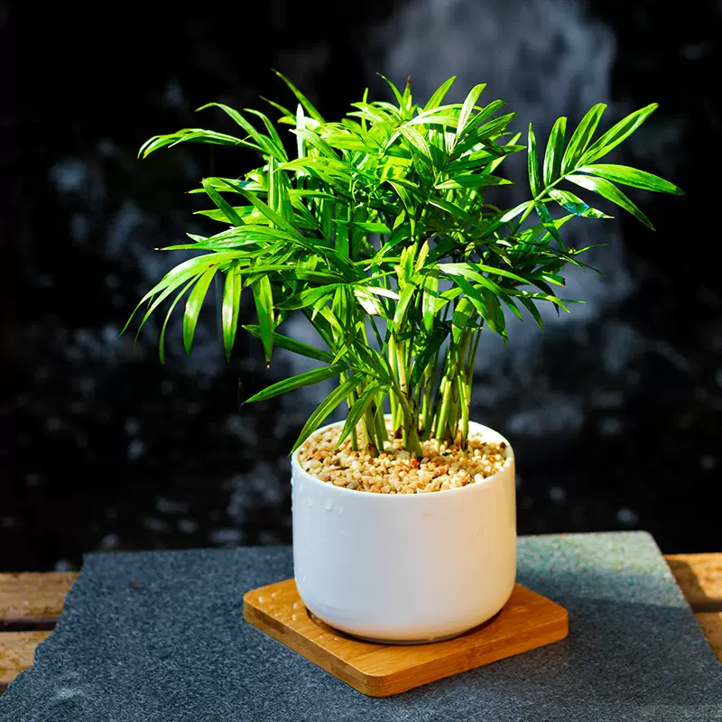 伴兮 袖珍椰子室内盆栽植物绿植散尾葵不落叶ins风凤尾竹一件代发