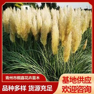 Short Pampas Grass Ornamental Grass Perennial Herb Garden Greening Pampas Grass Seedlings Water Purification Courtyard Planting