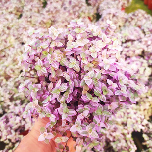 Rouge Cloud Fleshy Plant Combination Potted Rare Variety Small Green Plant Indoor Flower to Feed Large Fleshy Old Pile