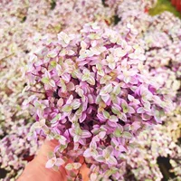 Редкий набор суккулентов в горшках с маленькими зелеными растениями для использования в помещении, простой в уходе, с крупными старыми стеблями суккулентов.