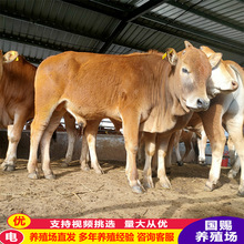 ���T����ţ�Bֳ�� ��ţ�� �������������Sţ�Bֳ����