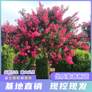 ��ޱ����t����ޱ���ռt�ϱ���ͥԺ�Nֲ�ļ��G��������ľ�L������