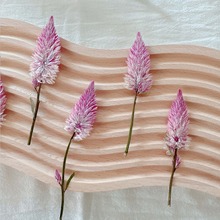 鸡冠花干压花植物标本教学 儿童DIY手工相框香薰蜡烛贺卡礼盒包装