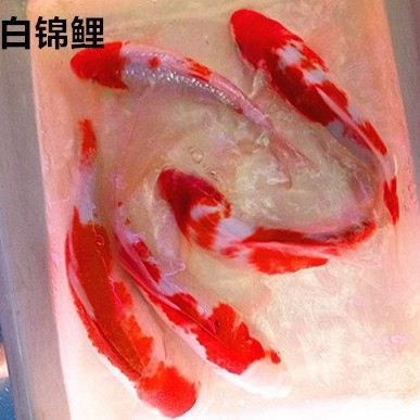 冷水观赏鱼锦鲤鱼活体宠物鱼黄金乌金龙凤锦鲤金鱼小活鱼淡水好养