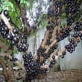 Nursery Base Jiabao Fruit tree seedlings Grape Tree Jiabao Guomiao Four seasons North and South plant Then Result