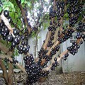 Питомник База Garbo Fruit Tree Саженцы виноградных саженцев Garbo Fruit Seedlings легко сажать на севере и юге года