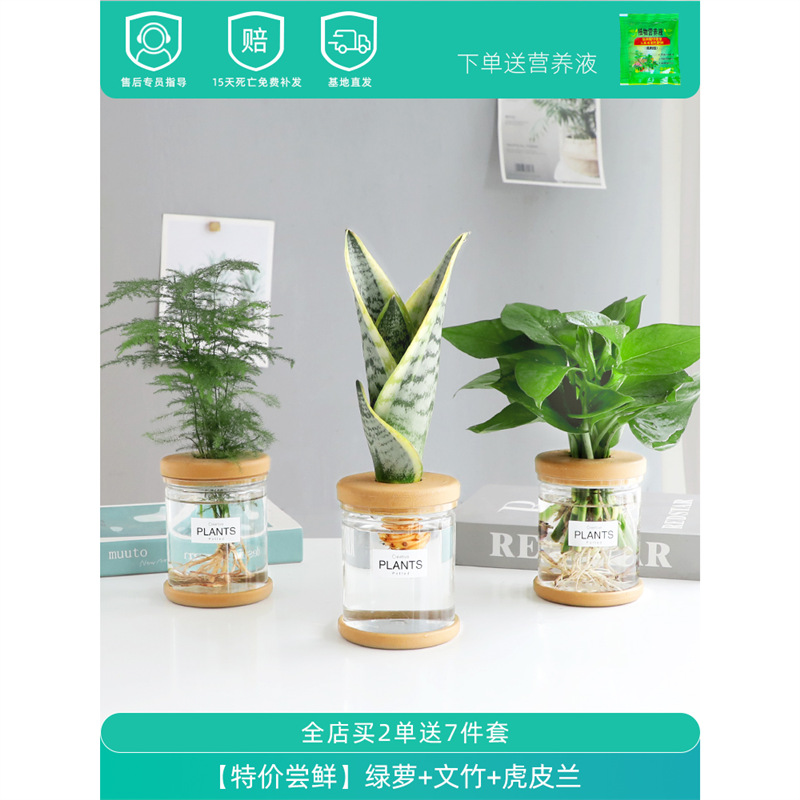 Plantas hidropónicas en maceta de flores de oficina de flores pequeñas plantas verdes en todas las estaciones, fácil de cultivar plantas en maceta de agua suculenta.