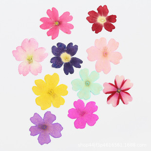Beautiful Cherry dried flower embossed flower nail beauty makeup material natural real flower plant specimen glue drop handmade material