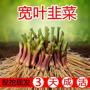 New leek root seedling purple root wide leaf red root four seasons fine leaf leek root wholesale potted balcony indoor vegetable seedling