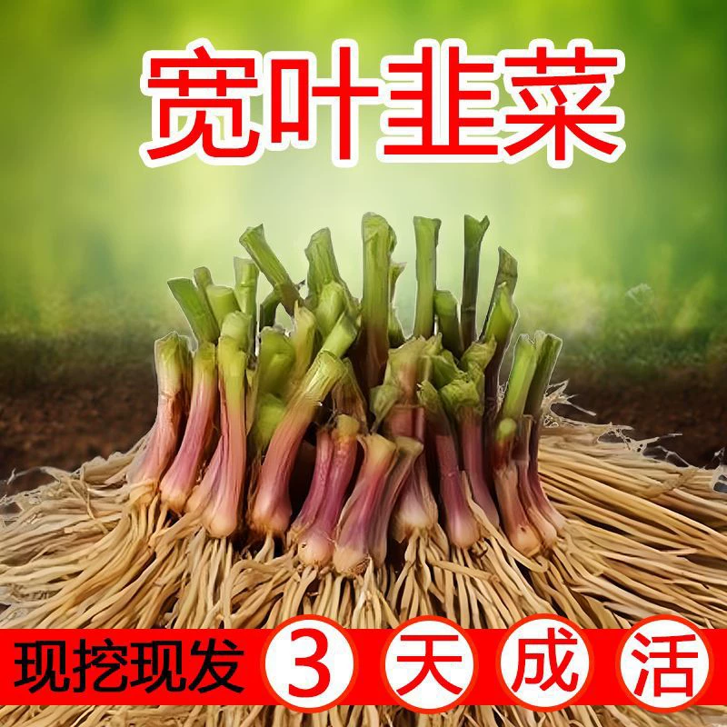 Новые корни лука-порея