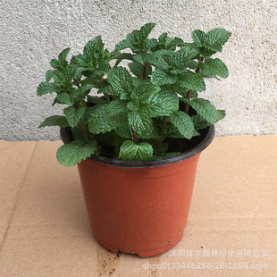 �������l���۱������� ��������Gֲ ������ˮ������  ������