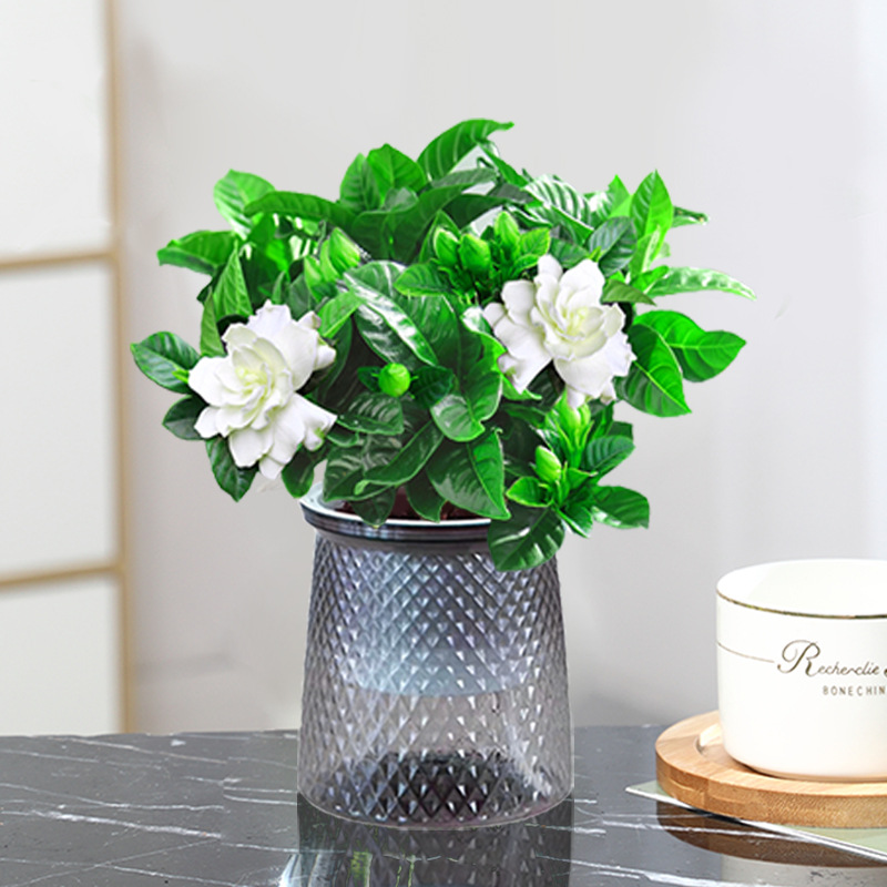 [핫한 신제품] 100#싹이 있는 치자나무(별화분) + 영양액