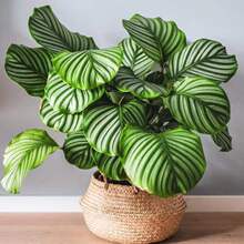 ���O�������ȸ������~؈�������p�����󻨻�С�����҃��ļ�����