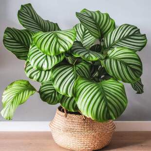 Green Apple Arrowroot Peacock Arrowroot Green Leaf Cat's Eye Beautiful Double Line Arrowroot Flower Small Potted Indoor Evergreen All Year Round
