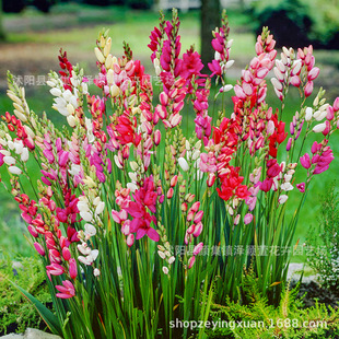 Wholesale Corn Lily Bulbs Perennial Florals Autumn Planting Bulbs Garden Balcony Iris Flower Bulbs