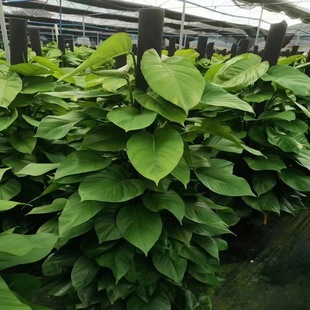 �G�}�����ԏS���k���ҾGֲ�͏d�b�ֲ�����G���G�_���l