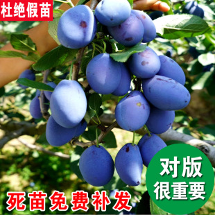 �������Ә������������A���Ә����ش�t���Ϸ������Nֲ����Y��