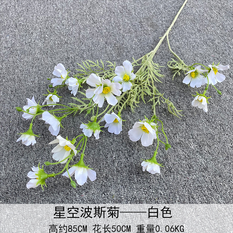 Cosmos estrellado blanco