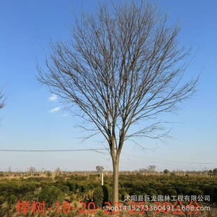 Beech Tree Specifications 8-10- 12-15cm -18-20- 25-30cm Road Project Greening Seedlings Red Beech