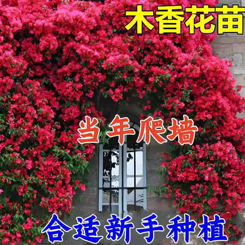 Ароматные саженцы красного дерева цветут в четыре сезона