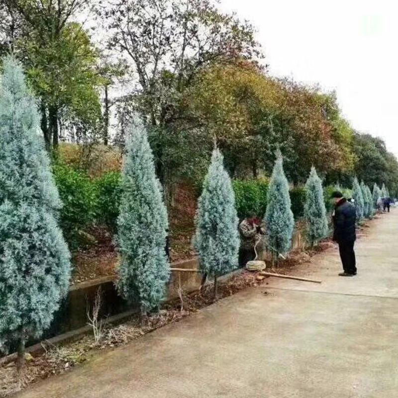 Синий лед кипарис саженцы оптом цвет листьев растения красивый ландшафтный дизайн елки Декоративные виды деревьев синий лед кипарис саженцы Синий кипарис