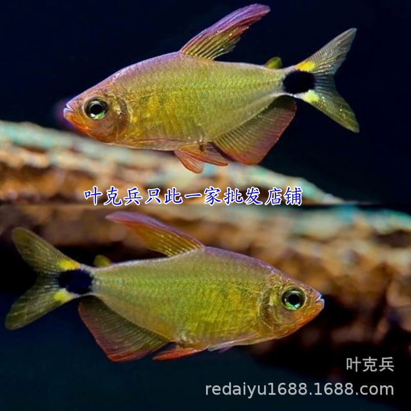 Тропические декоративные рыбы Бабочка Кэти Демон Кэти Рыба High-End Campfish