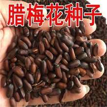 �D÷�N��÷���N���S���D÷��N�ӻ���N�ӻ��N