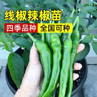 Pepper Seedlings, Pepper Seeds, Seedlings, Thin-Skinned Pepper, Balcony, All Year Round, Spring Vegetables, Vegetable Garden, Pepper Seeds