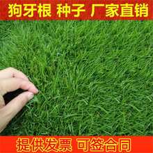 草坪种子狗牙根种子草籽百慕大脱壳带壳狗牙根原种发芽率高