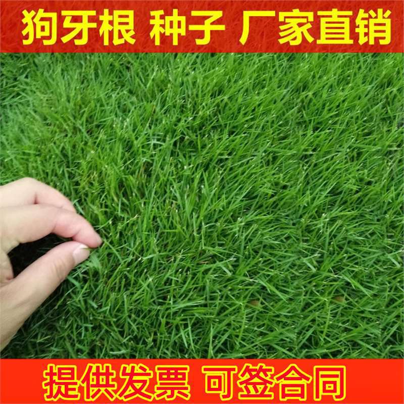 草坪种子狗牙根种子草籽百慕大脱壳带壳狗牙根原种发芽率高