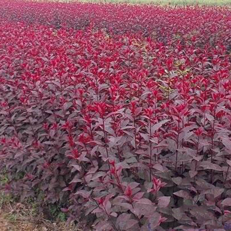 Прямые продажи фиолетовой листовой миниатюрной вишни, посадка рассады в грунт, посадка фиолетовой листовой миниатюрной вишни для озеленения дорог, полная спецификация и отличные цены.
