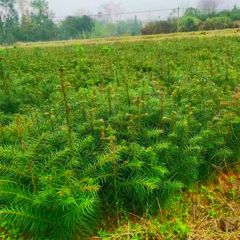 微信图片_20240705233229_副本