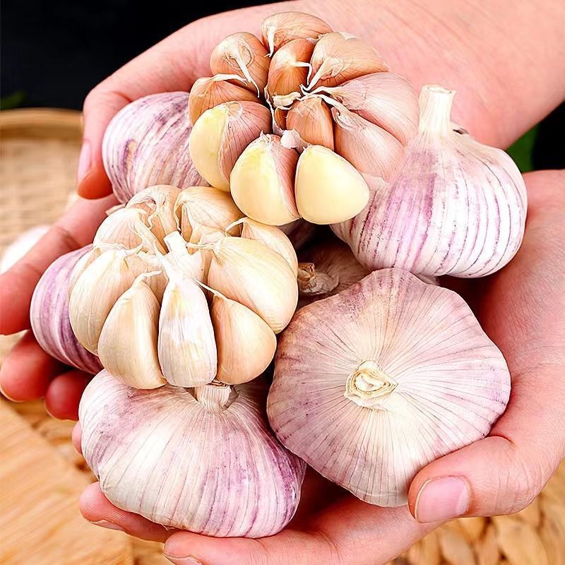 뜨거운 판매 말린 마늘: [+ 1.5kg ] 초대형 과일 남은 음식-9