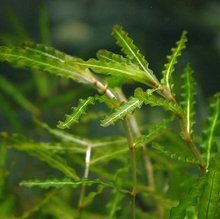 lϲݷNӴϲSѿϲѳаˮݷNֲʯѿ