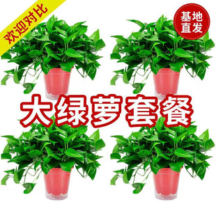 ˮ���L�پG�}�����҃�ֲ���ļ�����G�j�������ͻ��ܿ͏d�Gֲ���B